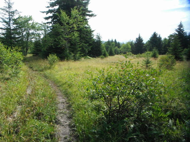 Picture 10 of Dolly Sods Lions Head Hike 072514