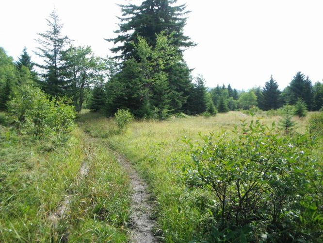 Picture 9 of Dolly Sods Lions Head Hike 072514