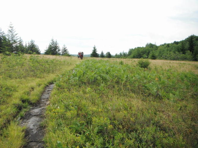 Picture 7 of Dolly Sods Lions Head Hike 072514