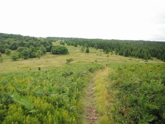 Picture 2 of Dolly Sods Lions Head Hike 072514