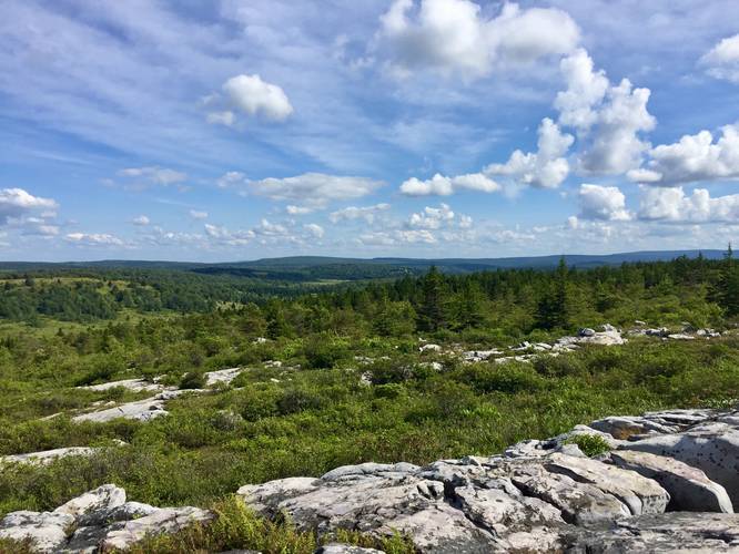 View into Dolly Sods