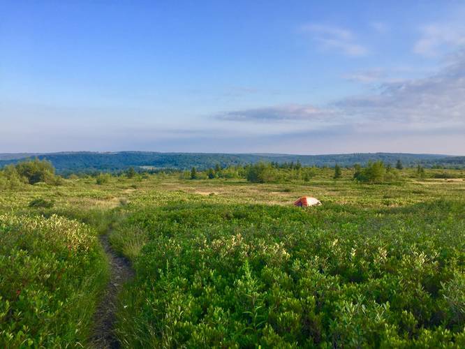 Picture 8 of Dolly Sods Solo Camping July 2018