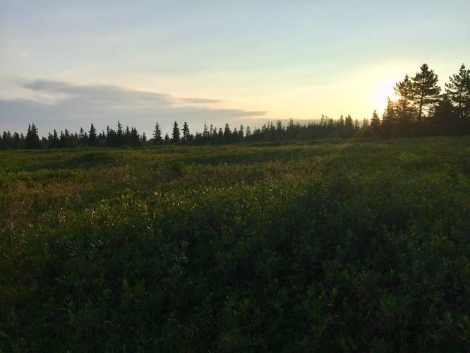 Picture 6 of Dolly Sods Solo Camping July 2018
