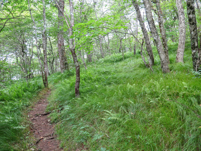 Picture 7 of Douglas Falls and Craggy Gardens 062618