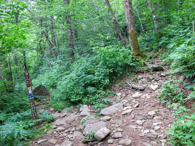 Picture 8 of Douglas Falls and Craggy Gardens 062618