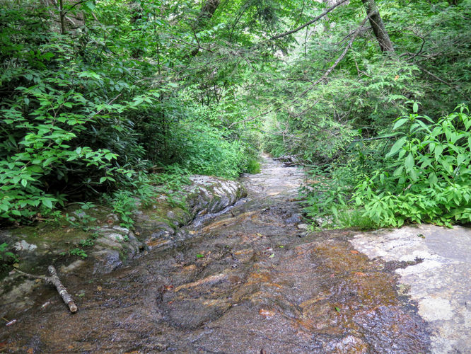 Picture 11 of Douglas Falls and Craggy Gardens 062618