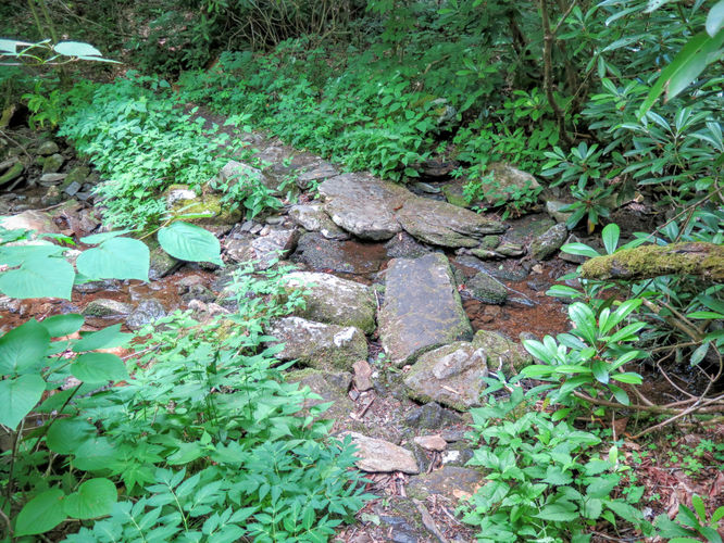 Picture 12 of Douglas Falls and Craggy Gardens 062618
