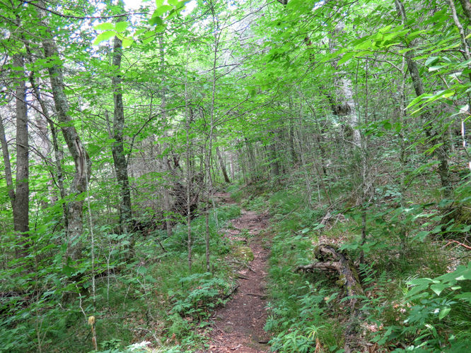 Picture 13 of Douglas Falls and Craggy Gardens 062618