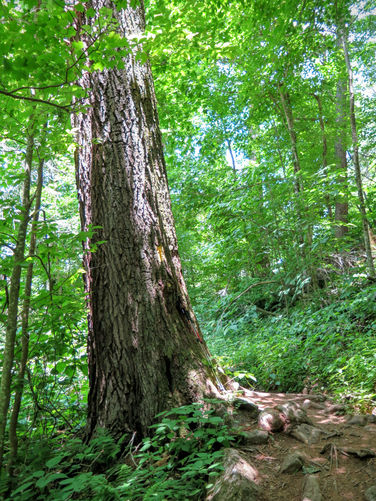 Picture 22 of Douglas Falls and Craggy Gardens 062618