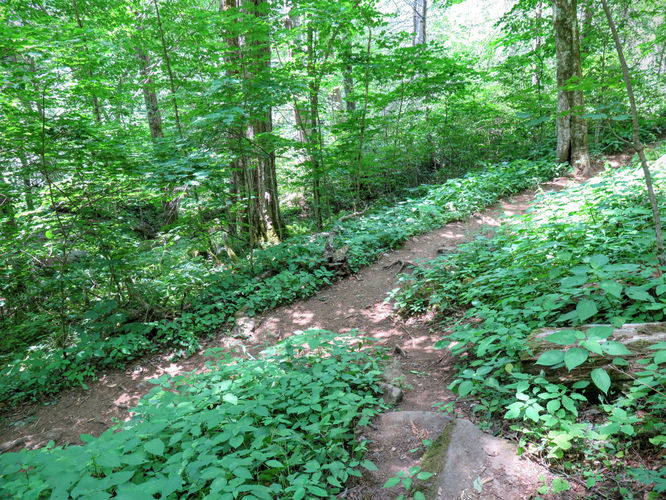 Picture 23 of Douglas Falls and Craggy Gardens 062618