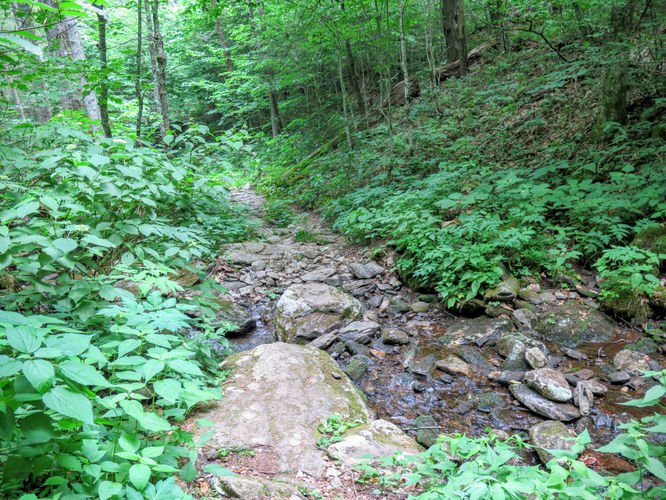 Picture 25 of Douglas Falls and Craggy Gardens 062618