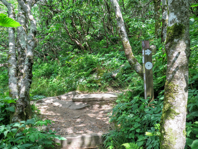 Picture 28 of Douglas Falls and Craggy Gardens 062618