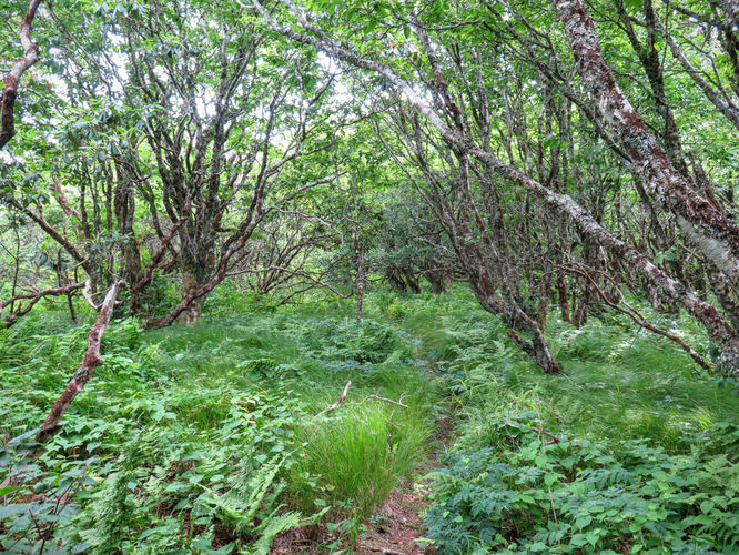 Picture 46 of Douglas Falls and Craggy Gardens 062618
