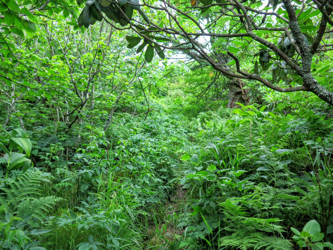 Picture 47 of Douglas Falls and Craggy Gardens 062618
