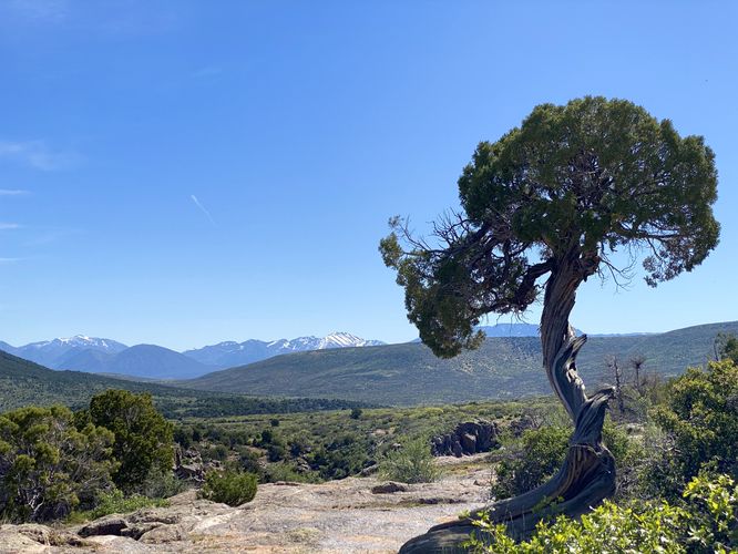 Old-growth juniper tree with the West Elk Mountains