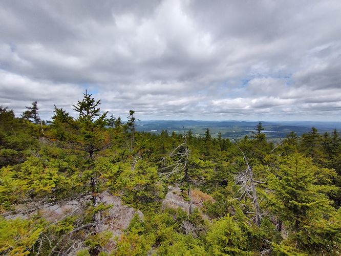 Trees grow shorter in harsher environment