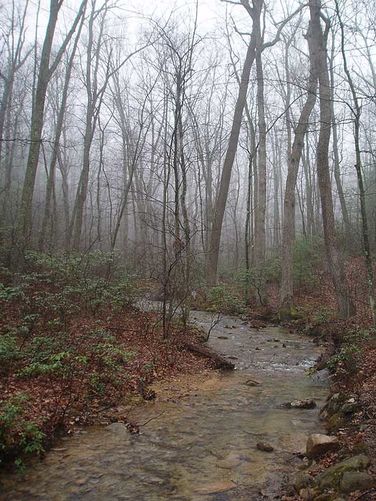 Picture 22 of Duncan Knob Hollow Hike 032407