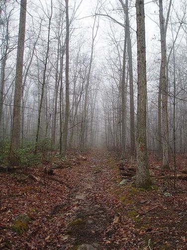 Picture 24 of Duncan Knob Hollow Hike 032407
