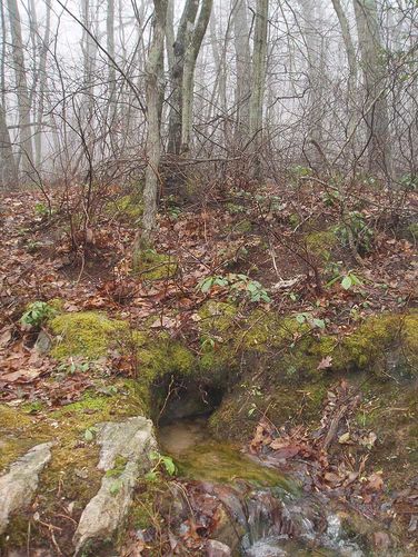 Picture 26 of Duncan Knob Hollow Hike 032407