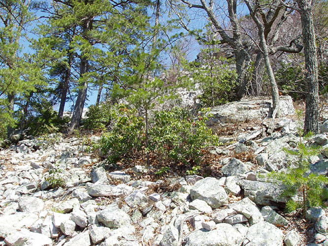 Picture 13 of Duncan Knob via Scothorn Gap 041203