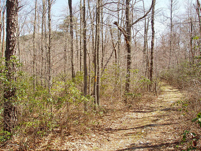 Picture 9 of Duncan Knob via Scothorn Gap 041203