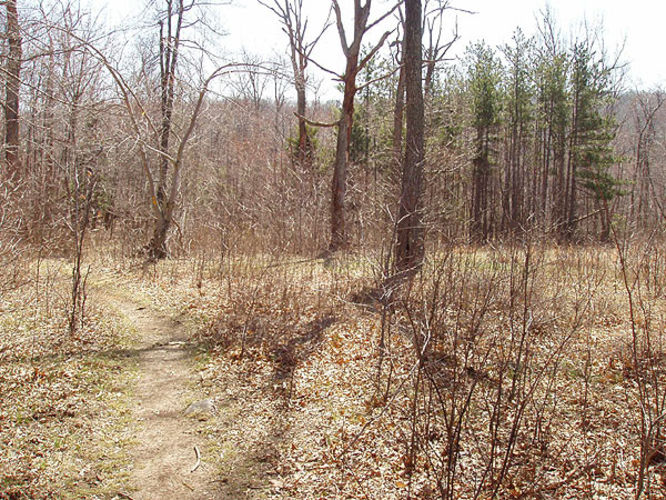 Picture 17 of Duncan Knob via Scothorn Gap 041203