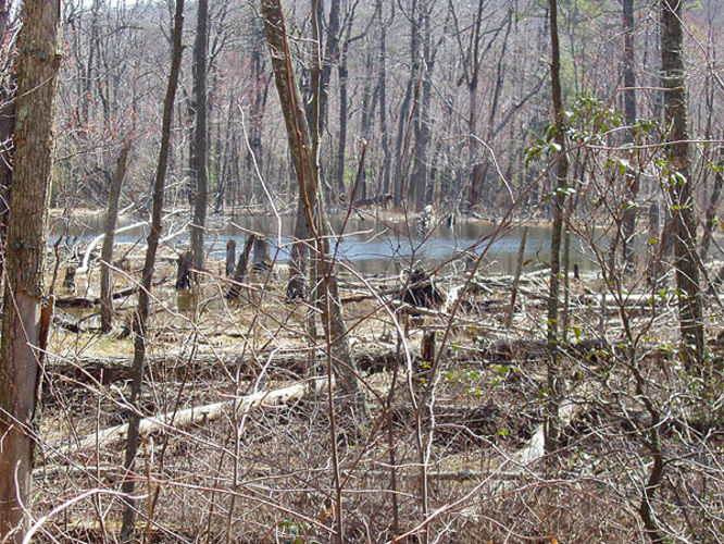 Picture 18 of Duncan Knob via Scothorn Gap 041203