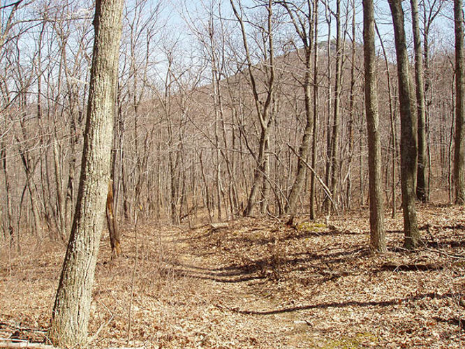 Picture 27 of Duncan Knob via Scothorn Gap 041203