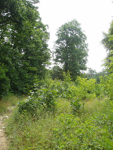 Picture 1 of Duncan Knob via Scotorn Gap 071704