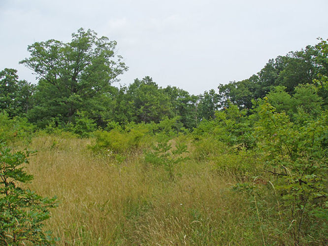 Picture 3 of Duncan Knob via Scotorn Gap 071704