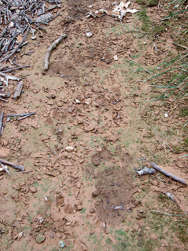 Picture 2 of Duncan Knob via Scotorn Gap 071704
