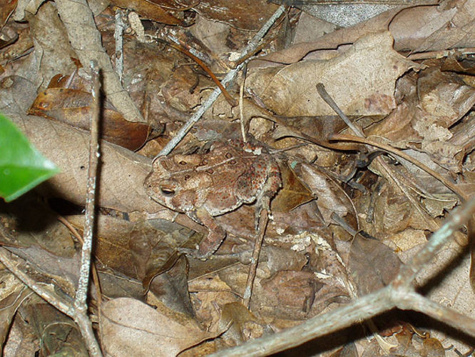 Picture 8 of Duncan Knob via Scotorn Gap 071704