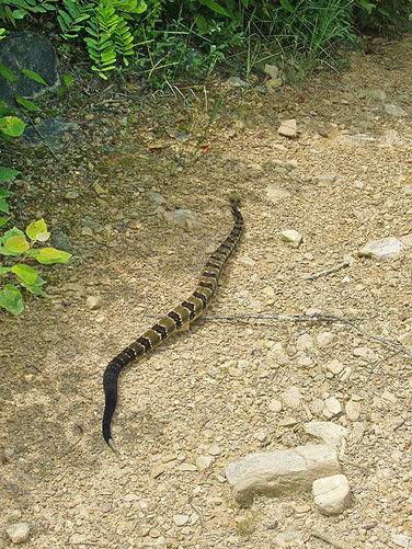 Picture 9 of Duncan Knob via Scotorn Gap 071704
