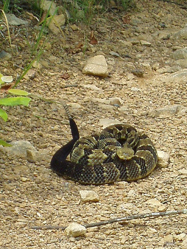 Picture 10 of Duncan Knob via Scotorn Gap 071704