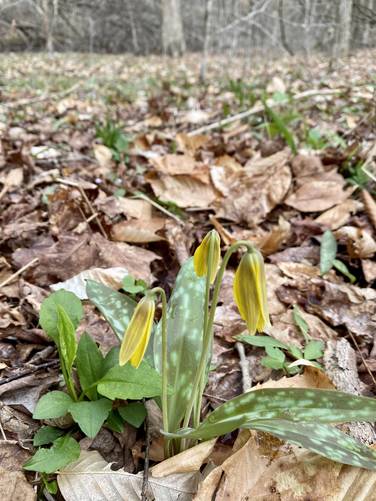 Yellow trout lily wildflower