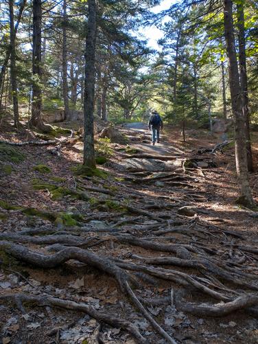 Tree roots like bulging veins across the trail
