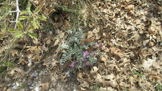 Woollypod Milkvetch
