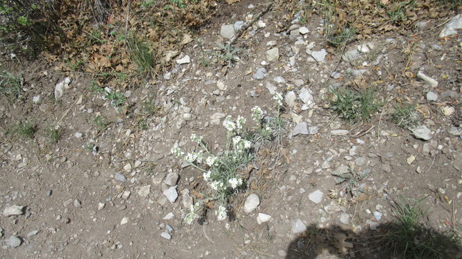 Blooms along the trail