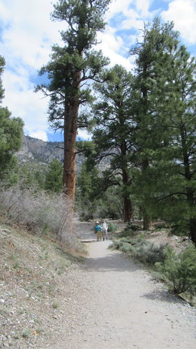 Enormous Ponderosa Pine along the trail