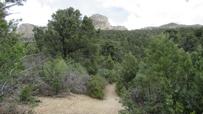 Dense brush along the trail