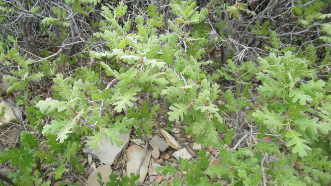 Gambel Oak
