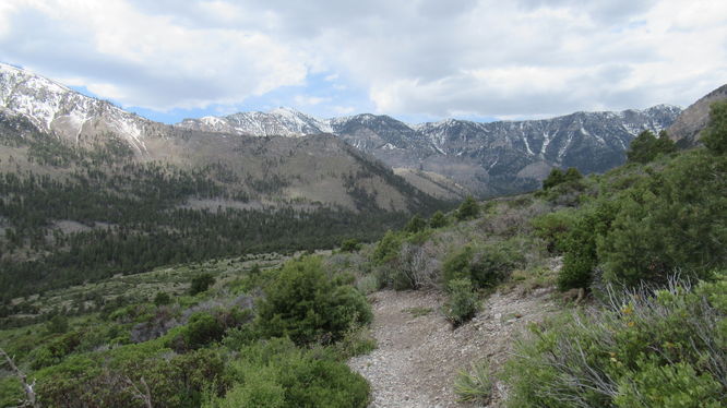 Default image for Eagles Nest Trail via Fletcher Canyon Trail, a 2.8-mile trail in Mount Charleston, NV (US)
