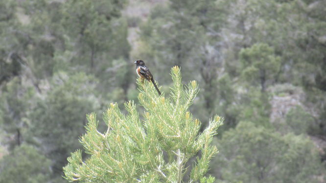 Towhee in bush