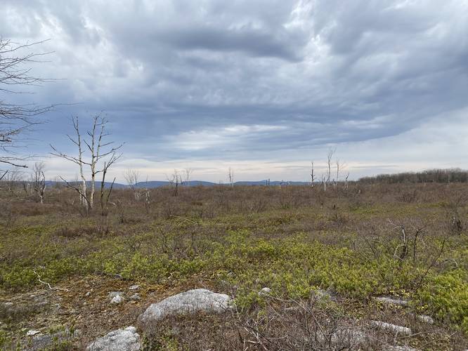 Wide open heath barrens with views