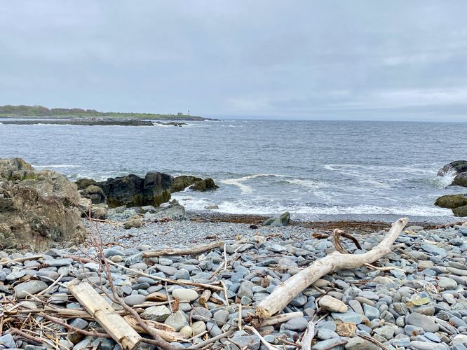 Driftwood and Wood Island Lighthouse