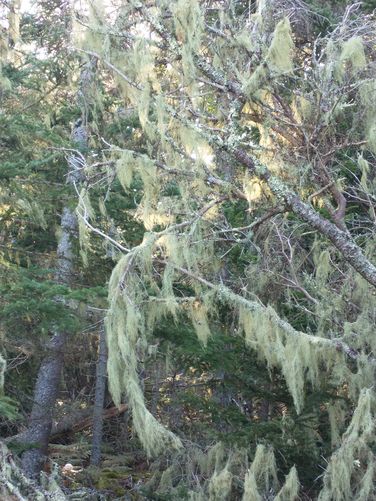 Moss growing in the trees along the trail