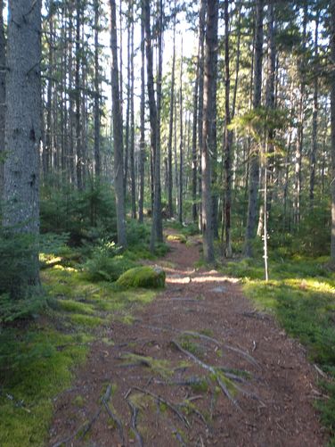 View of trail through the forest