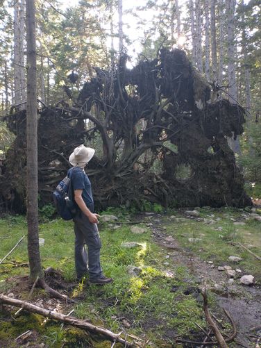 Large tree uprooted beside the trail 