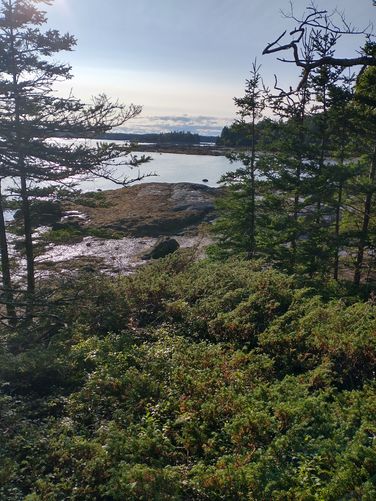 There are Juniper bushes growing on the Juniper Trail