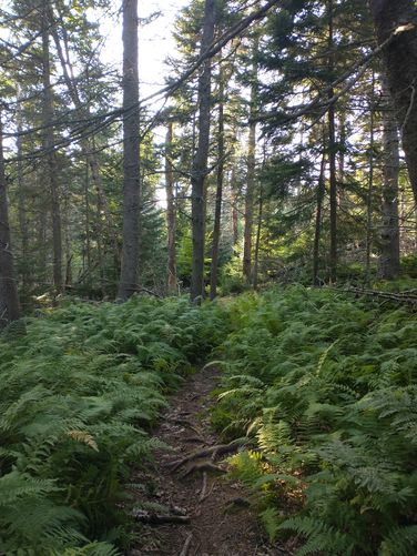 Trail through the ferns